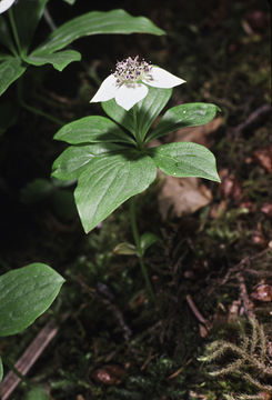 Image of bunchberry dogwood