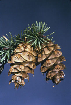 Image of Mexican Douglas-fir