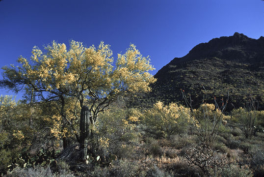 Image of yellow paloverde