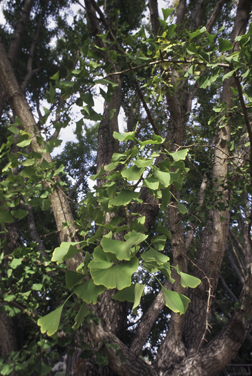 Image of Ginkgo