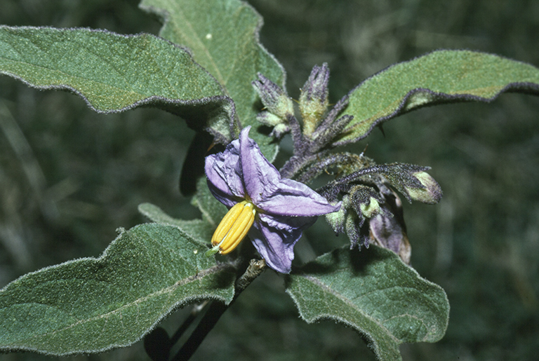 Image of nightshade