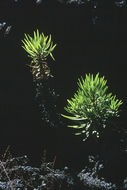 Imagem de <i>Darwiniothamnus tenuifolius</i>