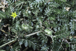 Image of puncturevine