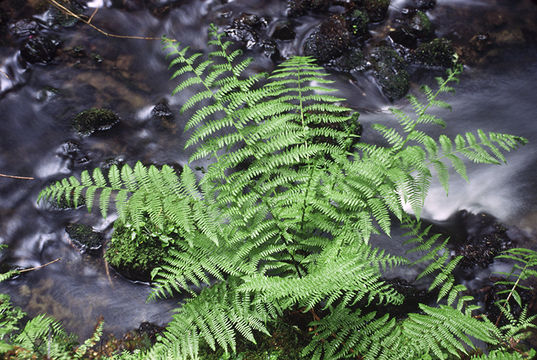 Image of common ladyfern