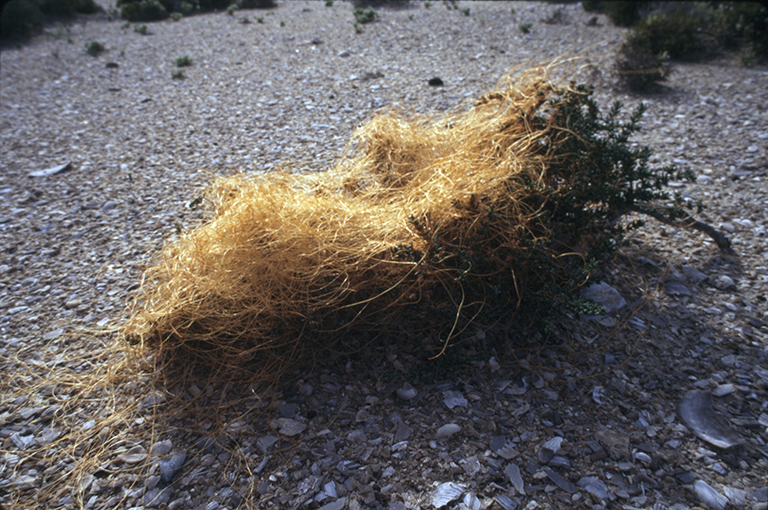 Image of saltmarsh dodder