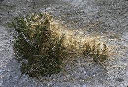 Cuscuta salina Engelm. resmi