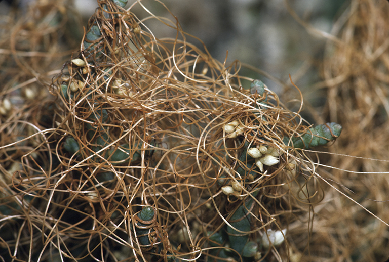 Image of saltmarsh dodder