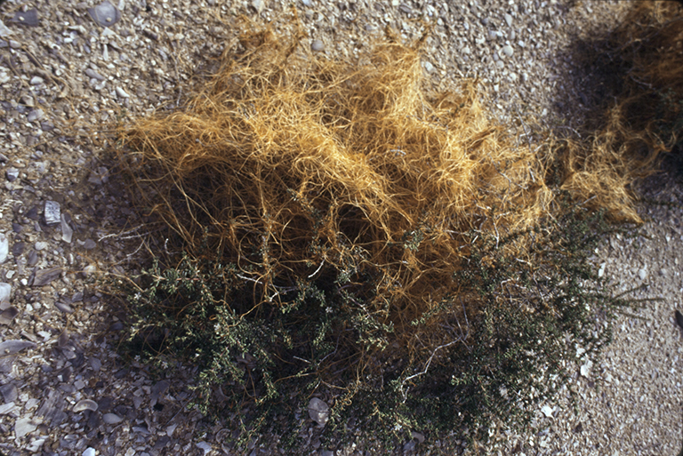 Image of saltmarsh dodder