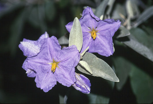 Image of Hinds' nightshade