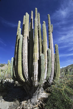 Image of Pachycereus pringlei (S. Watson) Britton & Rose