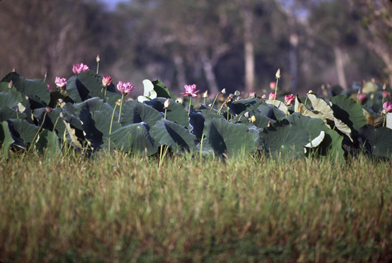 Image of sacred lotus