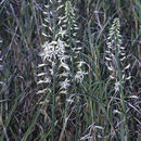 Image of Chlorophytum somaliense Baker