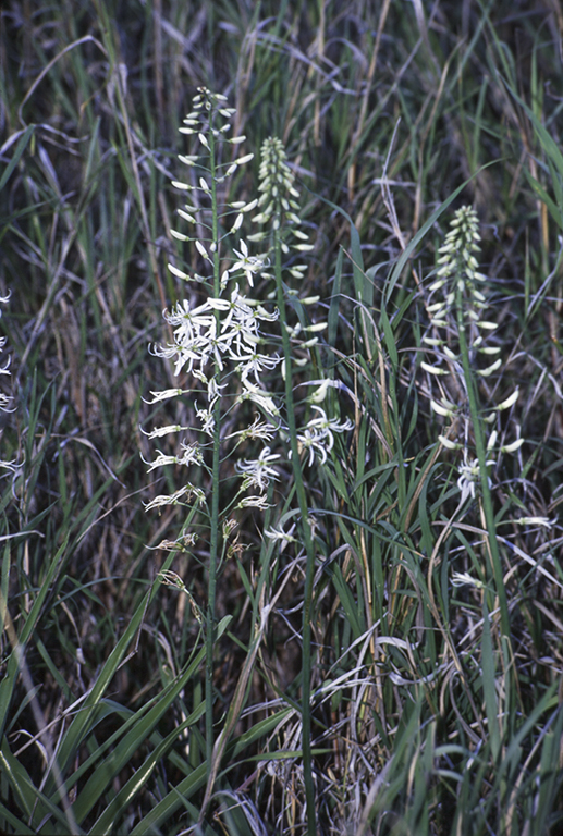 Image of Chlorophytum somaliense Baker