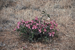 Image de Adenium obesum (Forsk.) Roem. & Schult.