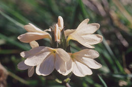 Image of Crossandra subacaulis C. B. Cl.