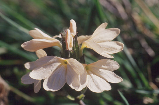 Image of Crossandra subacaulis C. B. Cl.