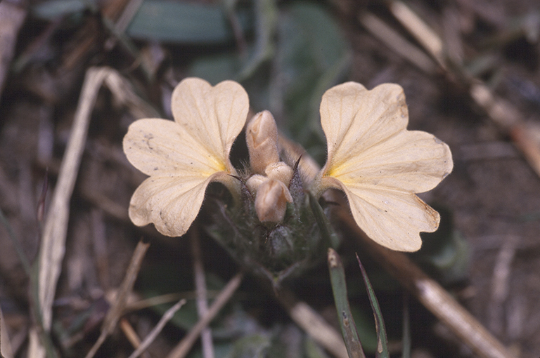 Image of Crossandra subacaulis C. B. Cl.