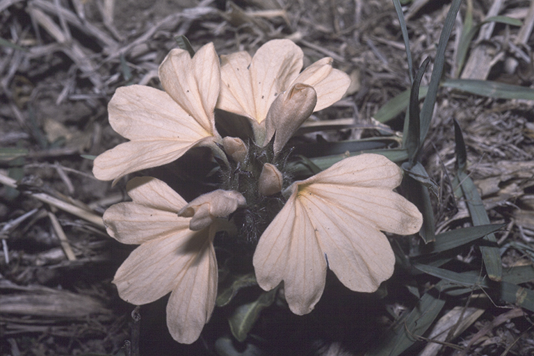 Image of Crossandra subacaulis C. B. Cl.