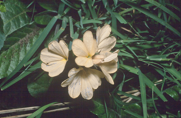 Image of Crossandra subacaulis C. B. Cl.