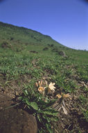 Image of Crossandra subacaulis C. B. Cl.