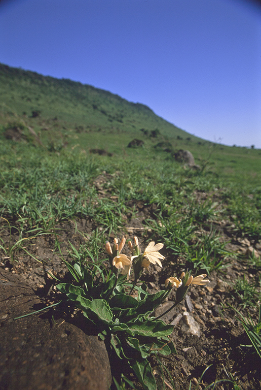 Image of Crossandra subacaulis C. B. Cl.