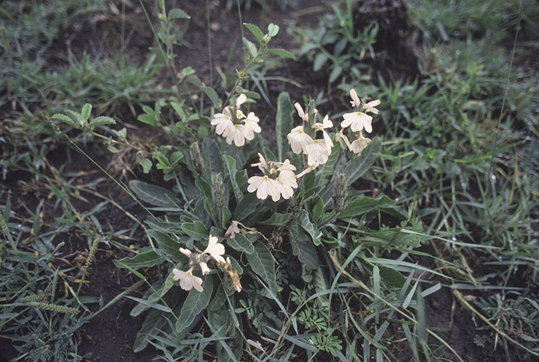 Image of Crossandra subacaulis C. B. Cl.