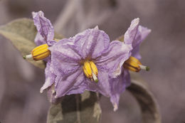 Image of nightshade