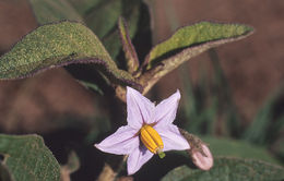 Image of nightshade