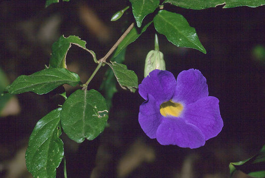 Image of Thunbergia battiscombei Turrill