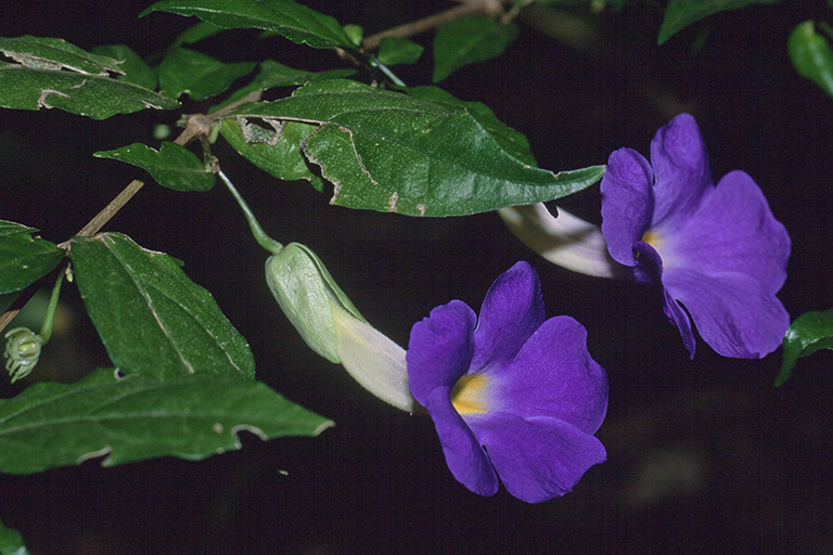 Image of Thunbergia battiscombei Turrill