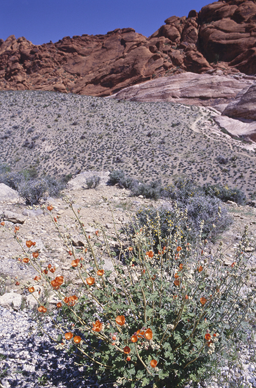 Image of desert globemallow