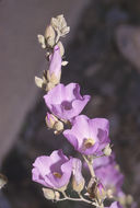 Image of rose globemallow