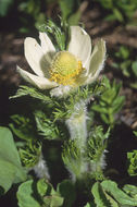 Image of <i>Anemone occidentalis</i>