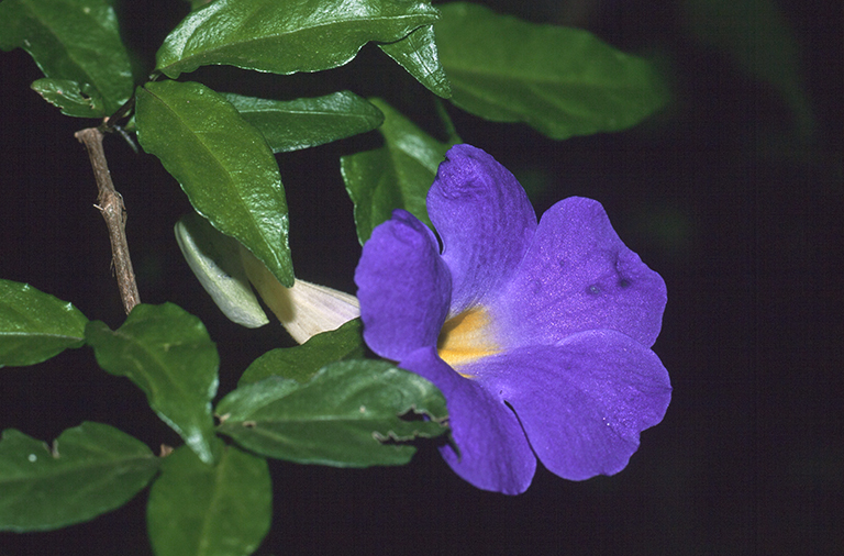 Image of Thunbergia battiscombei Turrill