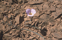 Image of winding mariposa lily