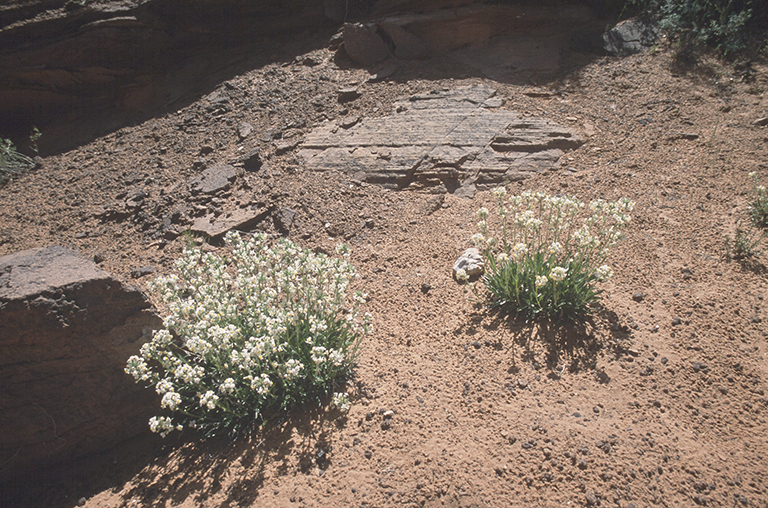 Слика од <i>Cryptantha capitata</i>