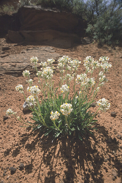 Слика од <i>Cryptantha capitata</i>