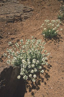 Слика од <i>Cryptantha capitata</i>