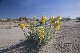 صورة <i>Cryptantha confertiflora</i>