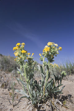 صورة <i>Cryptantha confertiflora</i>