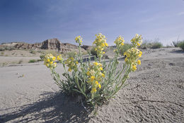 صورة <i>Cryptantha confertiflora</i>