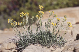 صورة <i>Cryptantha confertiflora</i>