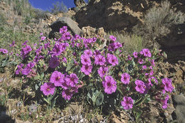 Image of Colorado four o'clock