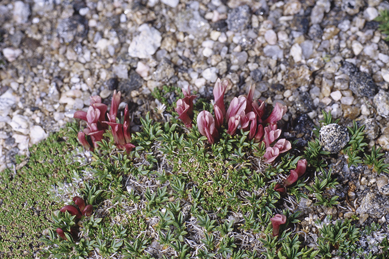 Image of dwarf clover