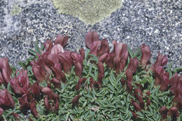 Image of dwarf clover