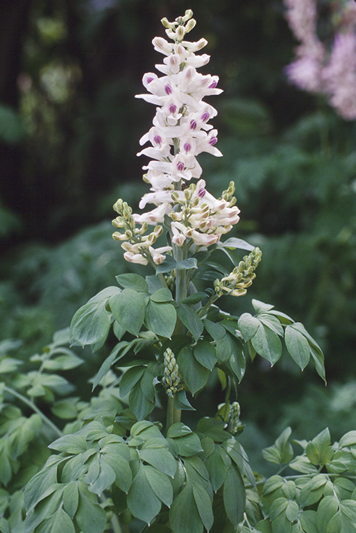 Image of Sierran Fumewort