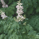 Imagem de Corydalis caseana A. Gray