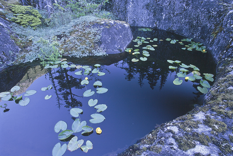 Image de Nuphar polysepalum Engelm.