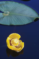 Image of Rocky Mountain pond-lily