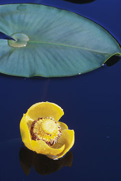 Image de Nuphar polysepalum Engelm.